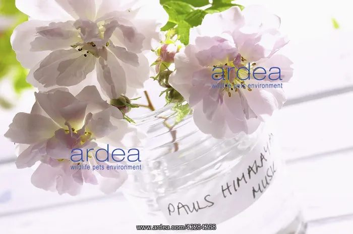 : Rose, Rosa Paul's Himalayan Musk : Rose, Rosa Paul's Himalayan Musk