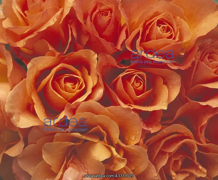 : Rose, Rosa, Peach subject : Rose, Rosa, Peach subject