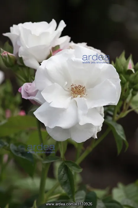 : Rose, Rosa Pearl Drift, white coloured flowers : Rose, Rosa Pearl Drift, white coloured flowers