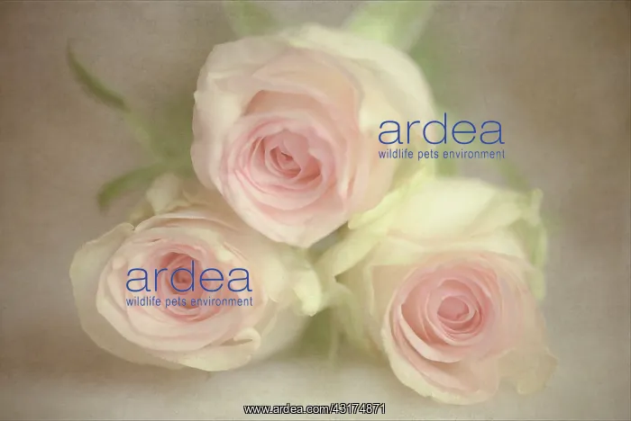 : Rose, Rosa, Three pink flowers, grouped together surrounded : Rose, Rosa, Three pink flowers, grouped together surrounded
