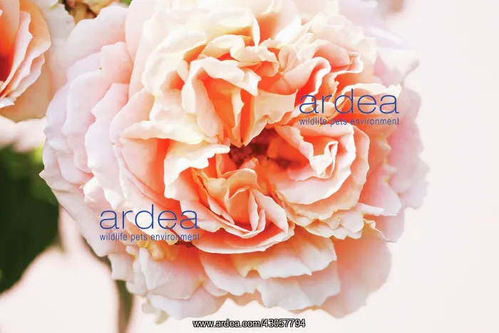 : Rose, Rosa Polka : Rose, Rosa Polka