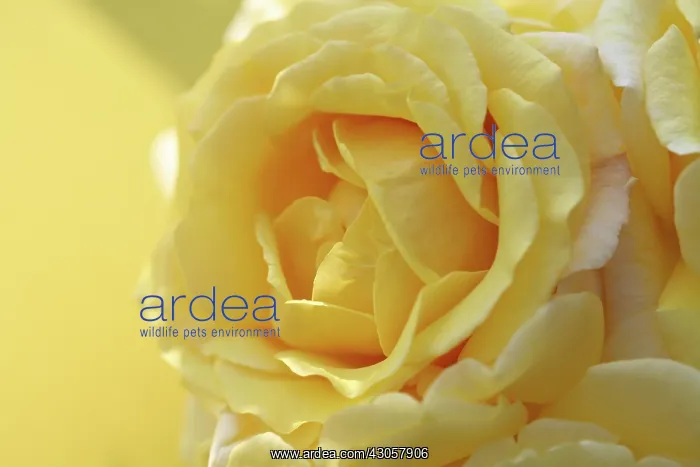 : Rose, Rosa Postillon : Rose, Rosa Postillon