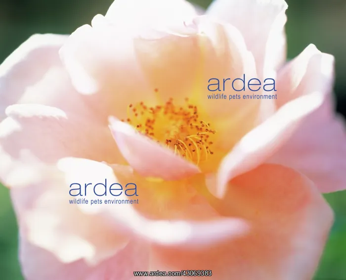 : Rose, Rosa Queen Elizabeth : Rose, Rosa Queen Elizabeth