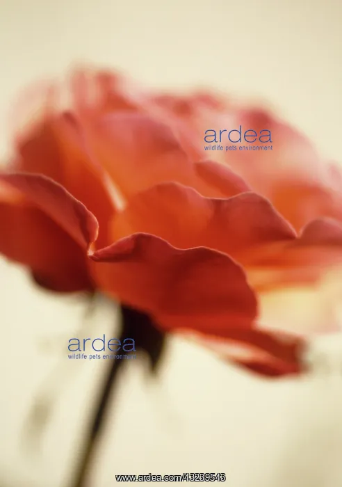 : Rose, Rosa Queen Elizabeth : Rose, Rosa Queen Elizabeth