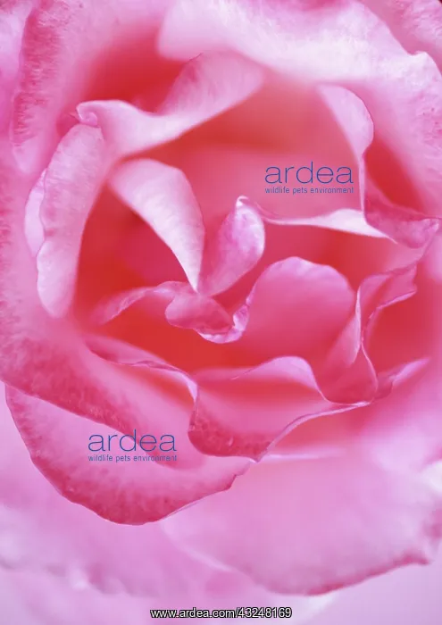 : Rose, Rosa Queen Elizabeth : Rose, Rosa Queen Elizabeth