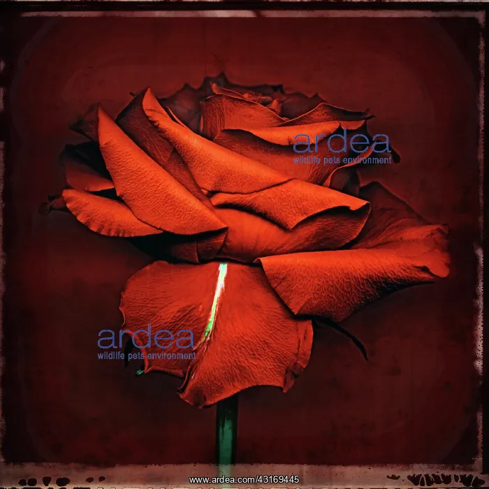 : Rose, Rosa, red flower with a white stripe on one petal agai : Rose, Rosa, red flower with a white stripe on one petal agai