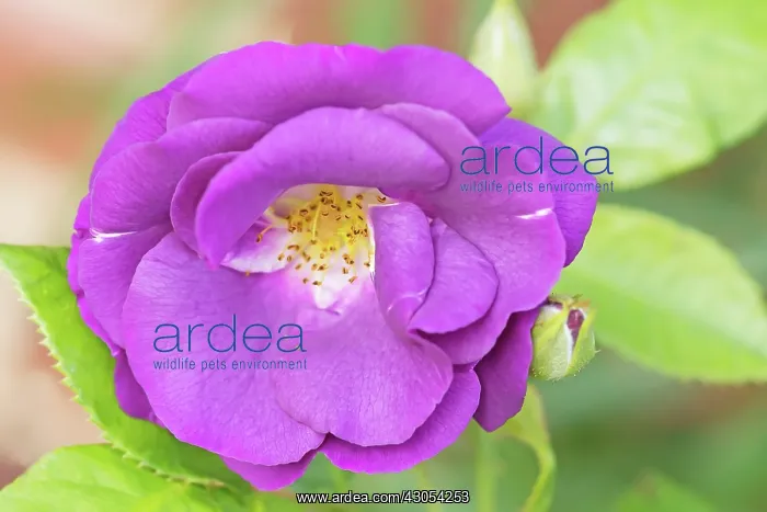 : Rose, Rosa Rhapsody in Blue : Rose, Rosa Rhapsody in Blue