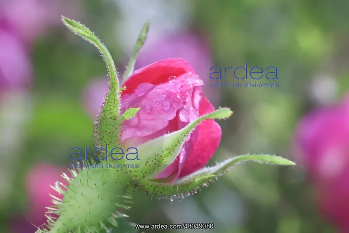 : Rose, Rosa rubiginosa : Rose, Rosa rubiginosa