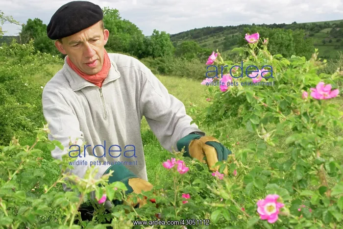 : Rose, Rosa rubiginosa : Rose, Rosa rubiginosa