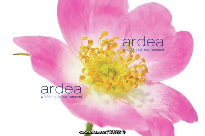 : Rose, Rosa rubiginosa : Rose, Rosa rubiginosa