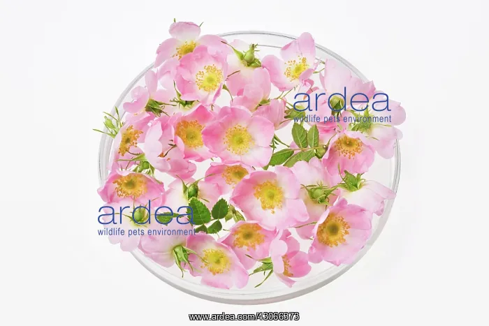 : Rose, Rosa rubiginosa : Rose, Rosa rubiginosa