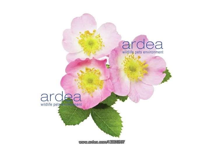  : Rose, Rosa rubiginosa
