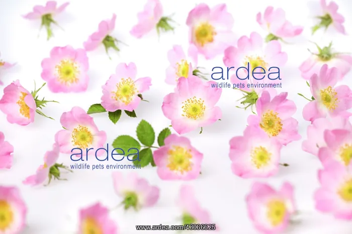 : Rose, Rosa rubiginosa : Rose, Rosa rubiginosa