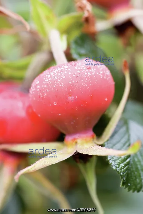 : Rose, Rosa rubiginosa : Rose, Rosa rubiginosa