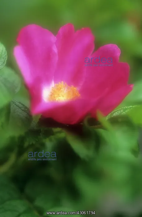 : Rose, Rosa rugosa : Rose, Rosa rugosa