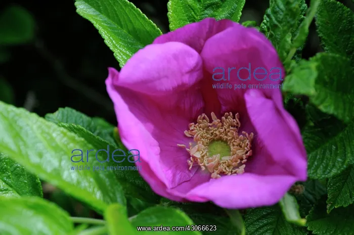 : Rose, Rosa rugosa : Rose, Rosa rugosa