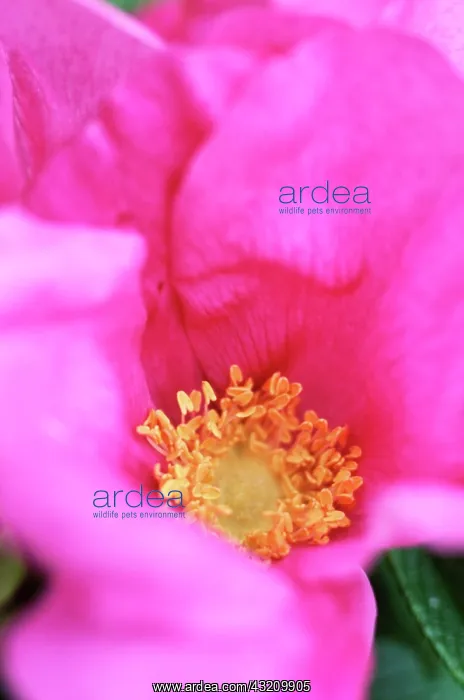 : Rose, Rosa rugosa : Rose, Rosa rugosa