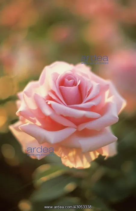 : Rose, Rosa Savoy hotel : Rose, Rosa Savoy hotel
