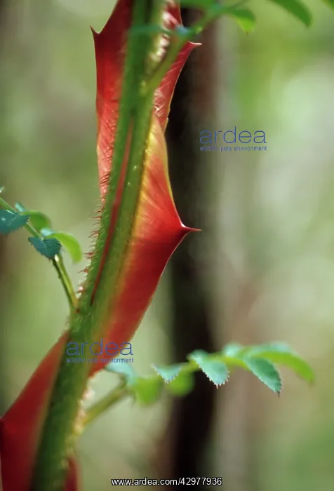 : Rose, Rosa sericea pteracantha : Rose, Rosa sericea pteracantha