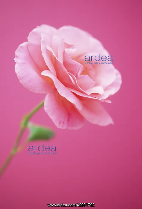 : Rose, Rosa Sexy Rexy : Rose, Rosa Sexy Rexy