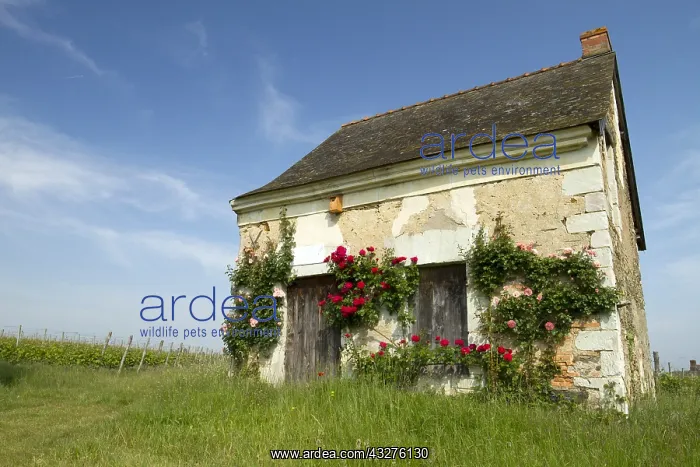 : Rose (Rosa sp) on a small house surrounded by vineyards : Rose (Rosa sp) on a small house surrounded by vineyards