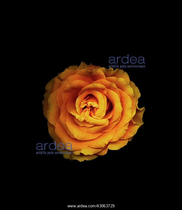 : Rose, Rosa Sphinx : Rose, Rosa Sphinx