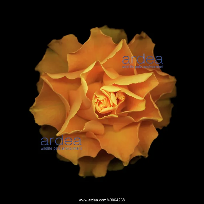 : Rose, Rosa Sphinx : Rose, Rosa Sphinx