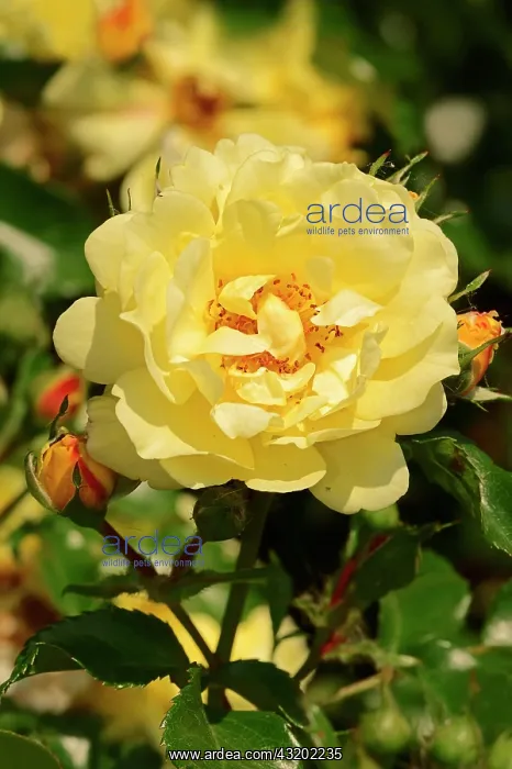 : Rose (Rosa spp.), Yellow Angel variety, blossom : Rose (Rosa spp.), Yellow Angel variety, blossom