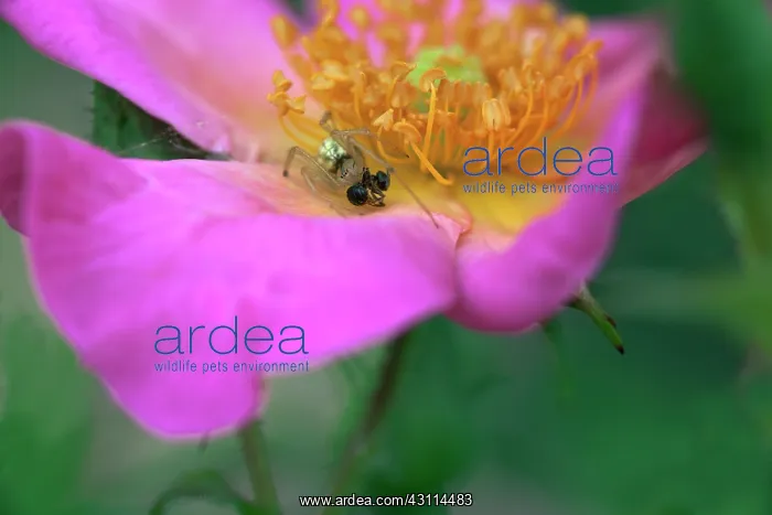 : Rose, Rosa Summer Breeze, Close cropped view of : Rose, Rosa Summer Breeze, Close cropped view of