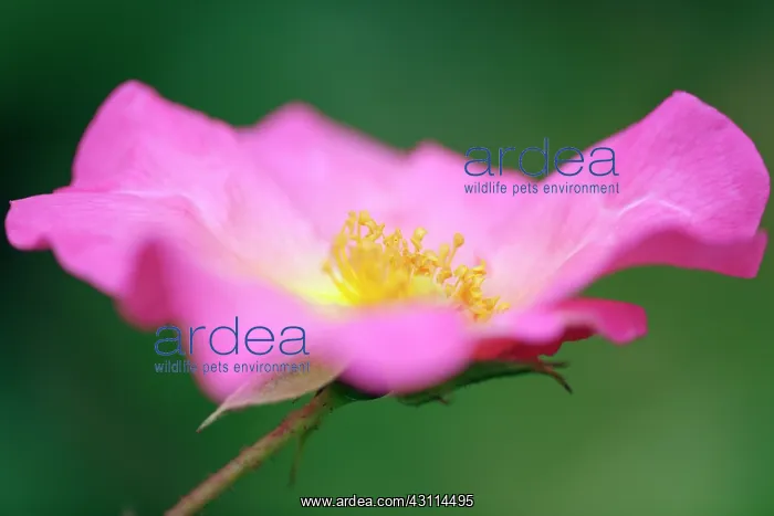  : Rose, Rosa Summer Breeze, Close side view of a