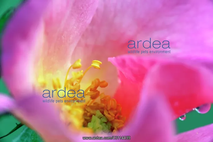 : Rose, Rosa Summer Breeze, Close view of an open : Rose, Rosa Summer Breeze, Close view of an open