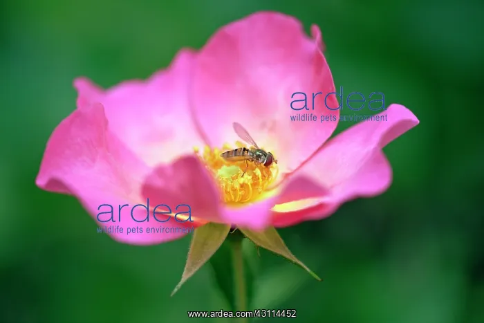: Rose, Rosa Summer Breeze, Close view of an open : Rose, Rosa Summer Breeze, Close view of an open