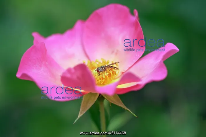 : Rose, Rosa Summer Breeze, Close view of an open : Rose, Rosa Summer Breeze, Close view of an open