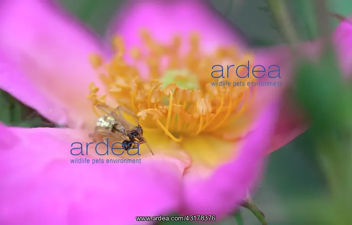 : Rose, Rosa Summer Breeze, Very close view of open : Rose, Rosa Summer Breeze, Very close view of open