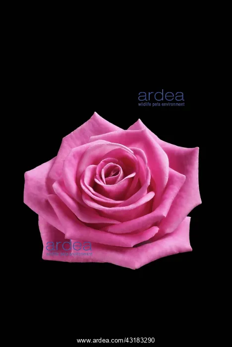 : Rose, Rosa, . Front view of cut out of one pink flower : Rose, Rosa, . Front view of cut out of one pink flower