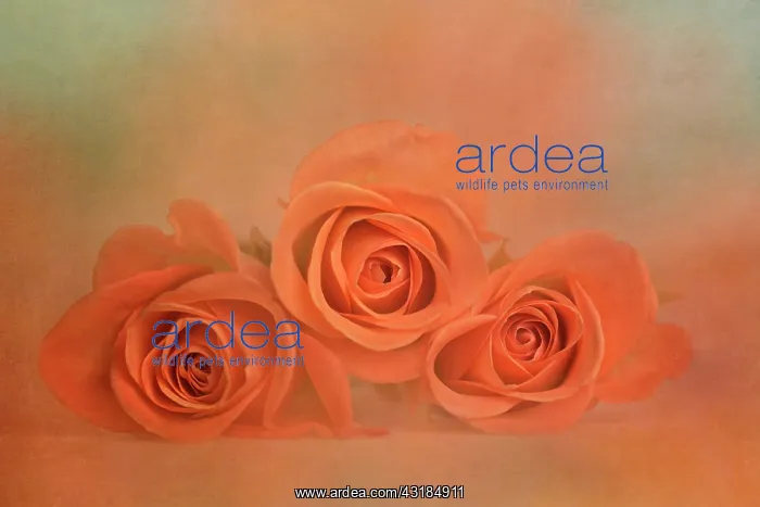 : Rose, Rosa, Front view of three partly open orange : Rose, Rosa, Front view of three partly open orange