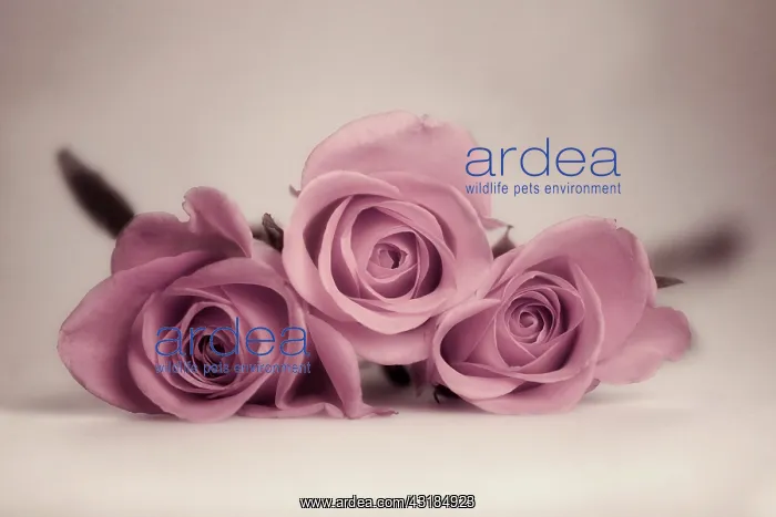 : Rose, Rosa, Front view of three partly open pink : Rose, Rosa, Front view of three partly open pink