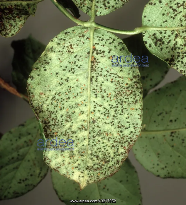 : Rose rust (Phragmidium tuberculatum) teliospore pustules on leaf underside : Rose rust (Phragmidium tuberculatum) teliospore pustules on leaf underside