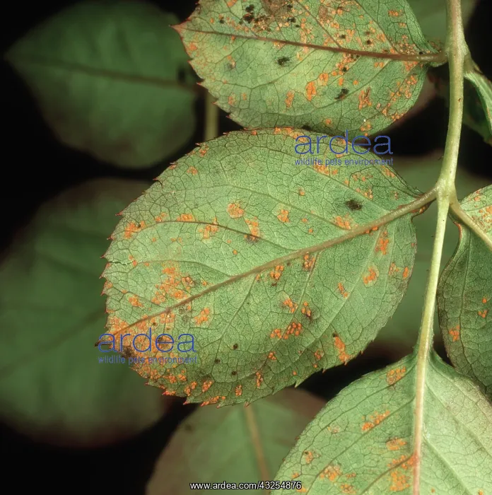 : Rose rust (Phragmidium tuberculatum) uredospore pustules on leaf underside : Rose rust (Phragmidium tuberculatum) uredospore pustules on leaf underside