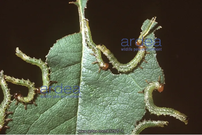: ROSE SAWFLY - larvae / caterpillar : ROSE SAWFLY - larvae / caterpillar