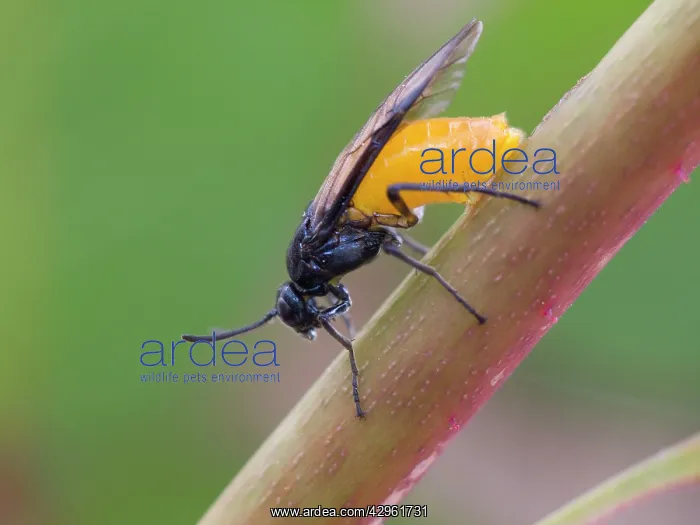 : Rose Sawfly - laying eggs in rose stem : Rose Sawfly - laying eggs in rose stem