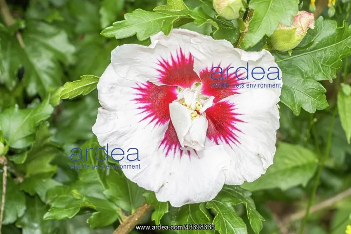  : Rose of Sharon, Hibiscus syriacus HslA ne, flowers