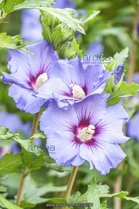: Rose of Sharon, Hibiscus syriacus Marina, flowers : Rose of Sharon, Hibiscus syriacus Marina, flowers