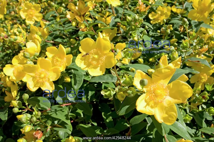 : Rose of Sharon / St JohnIs Wort : Rose of Sharon / St JohnIs Wort