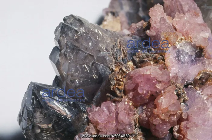 : Rose and Smoky Quartz : Rose and Smoky Quartz