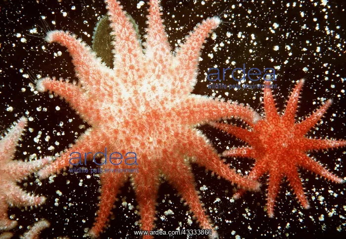 : ROSE STAR - Circumpolar : ROSE STAR - Circumpolar