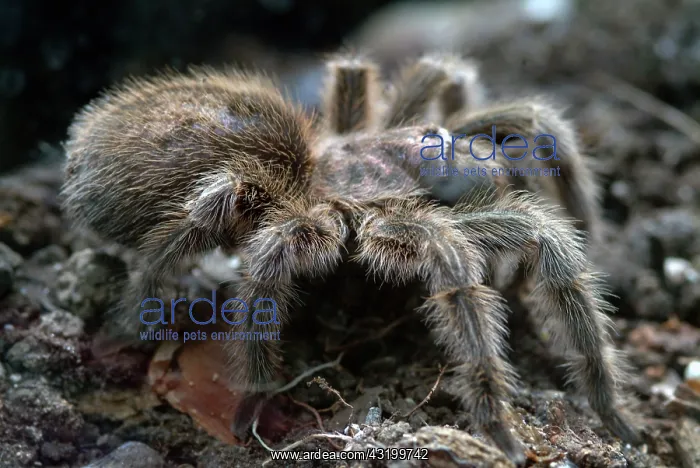 : Rose tarantula : Rose tarantula