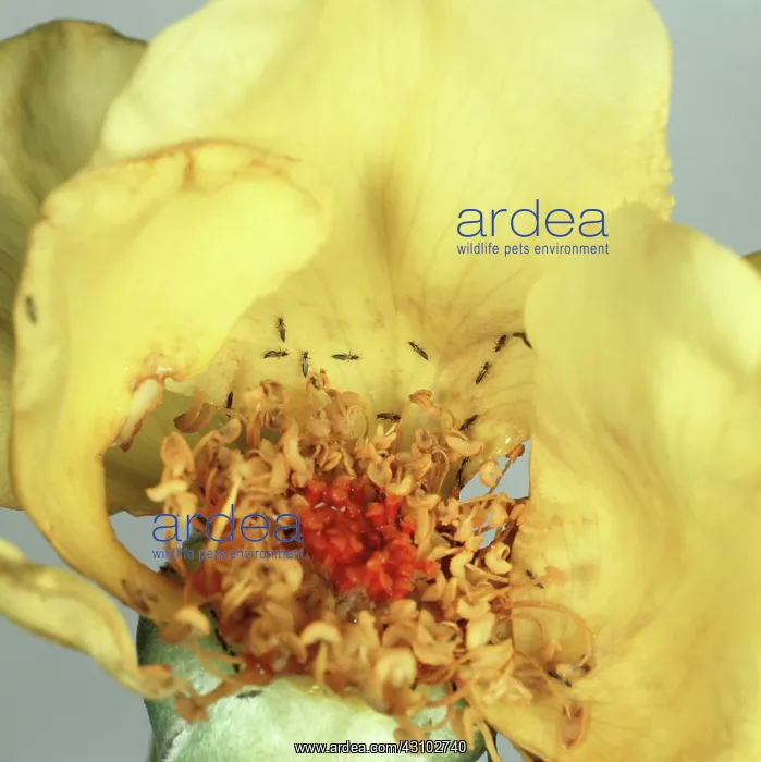 : Rose thrips on damaged rose flower : Rose thrips on damaged rose flower