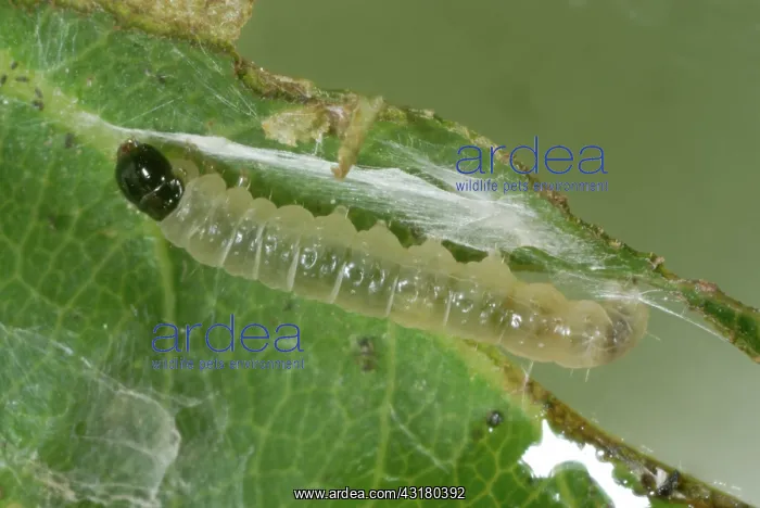 : Rose Tortrix : Rose Tortrix