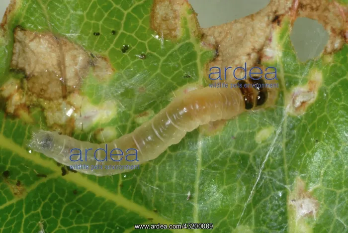 : Rose Tortrix : Rose Tortrix